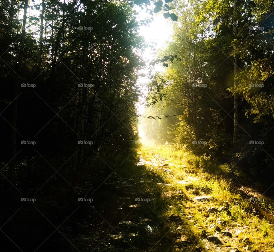 morning in the forest