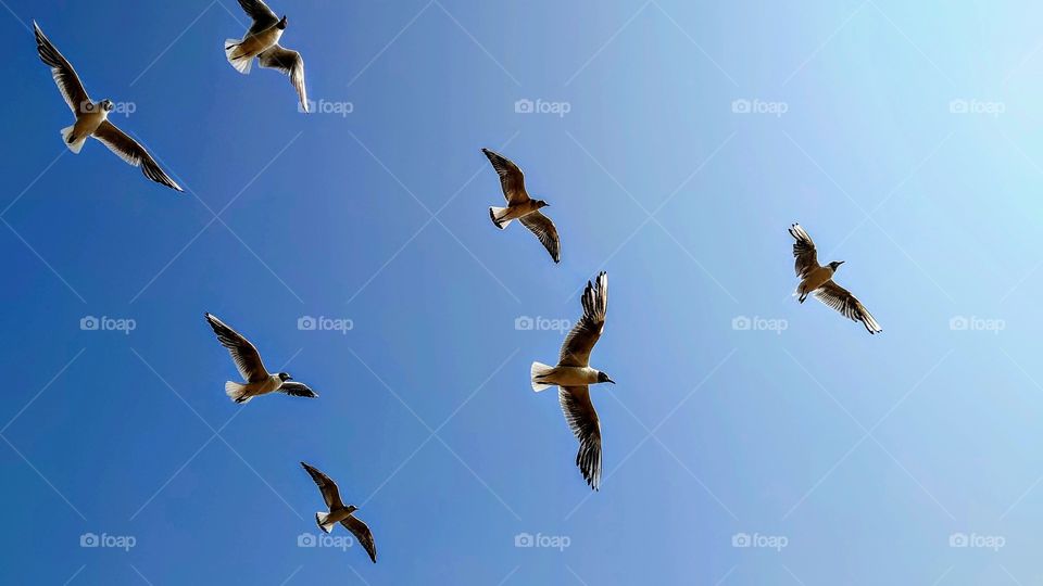 Let's fly... Seagulls. Flights over St. Petersburg, Russia