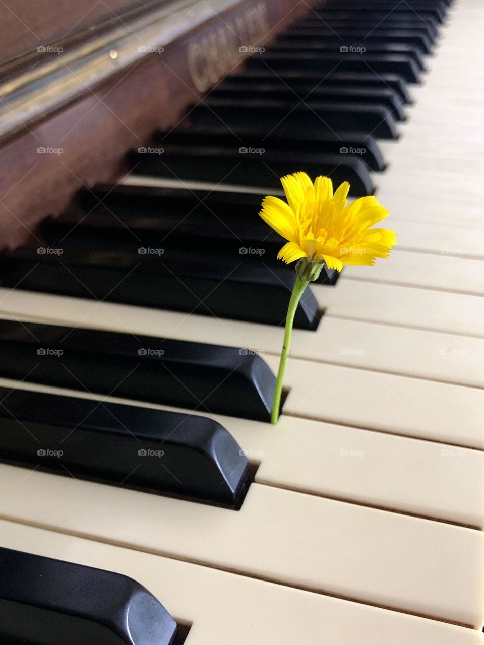 Yellow flower growing though piano