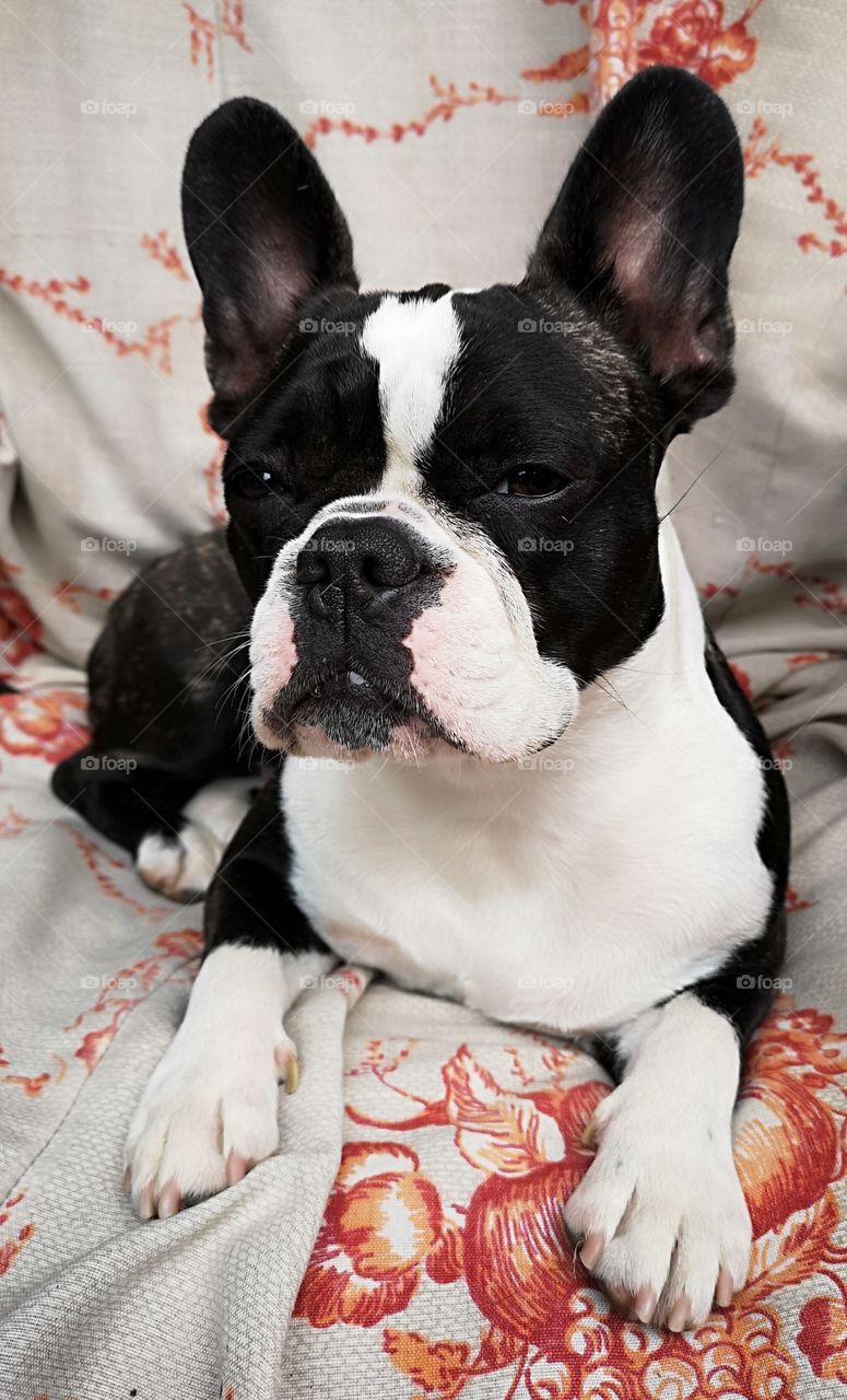 French Bulldog lying on a comfy chair which is covered with a patterned throw