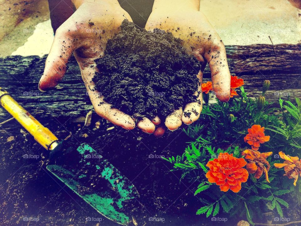 Gardner with hands in soil planting flowers, getting dirty, digging and growing 