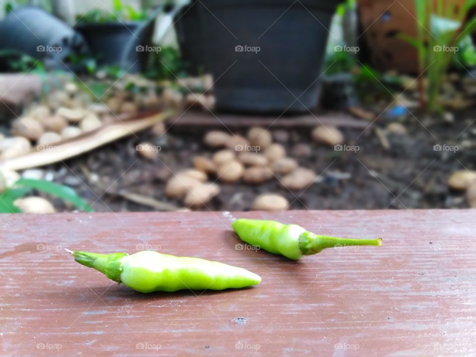 Two green chillis in the garden.