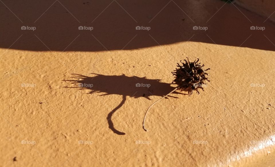 Sycamore Seed Pod and Shadow IV