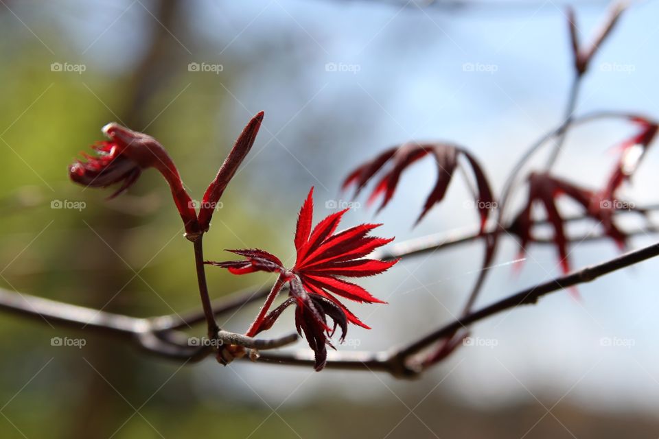 red maple leaves unfurling