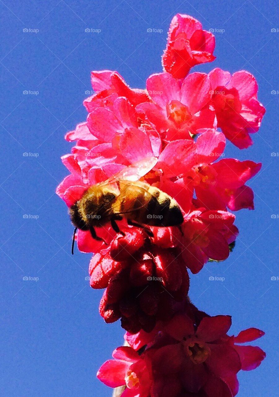 Bee Blossom 