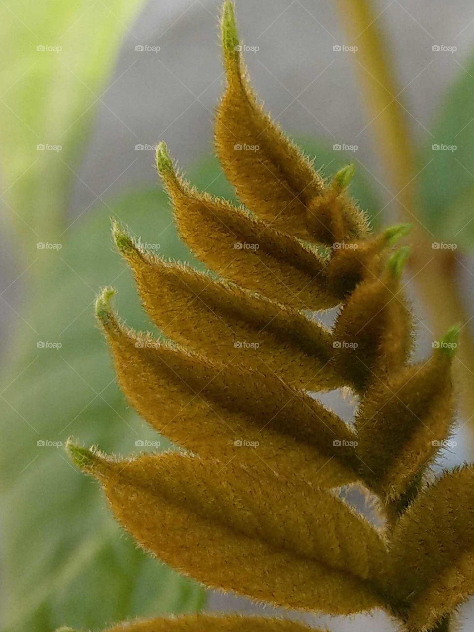 the tender leaves of African tulip tree.