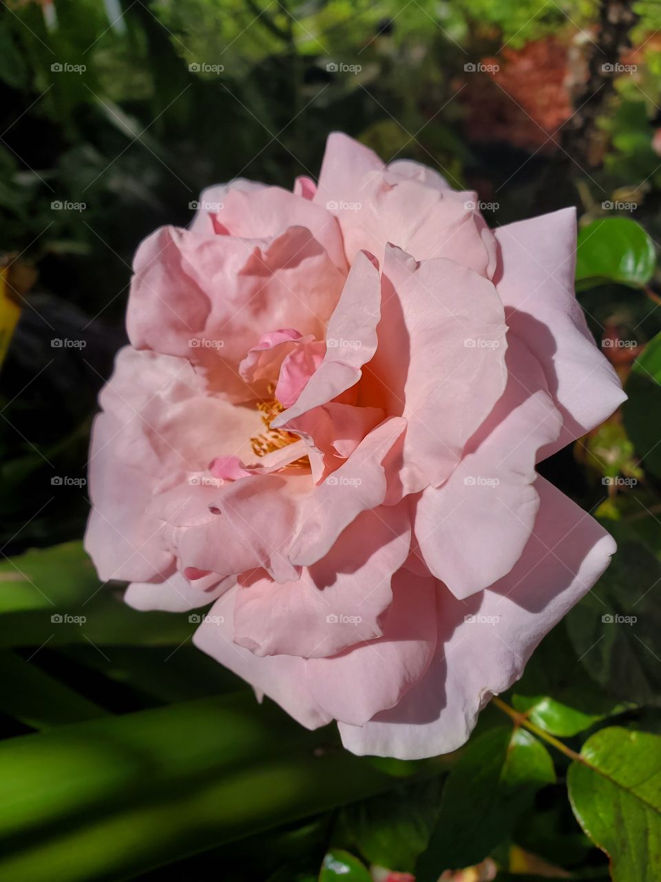 pink rose