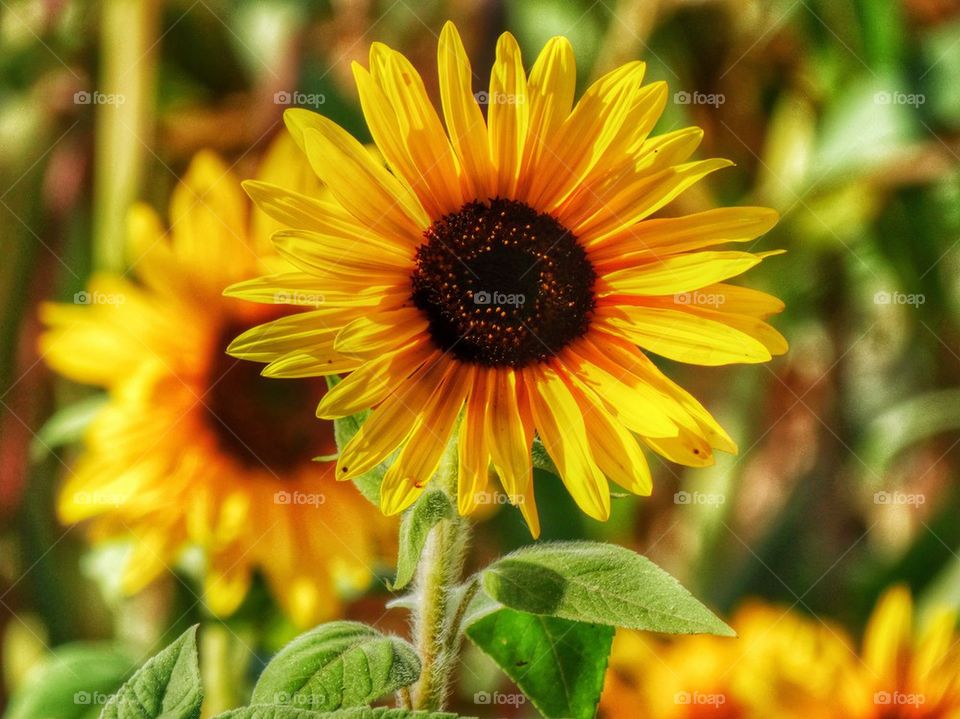 California Sunflower