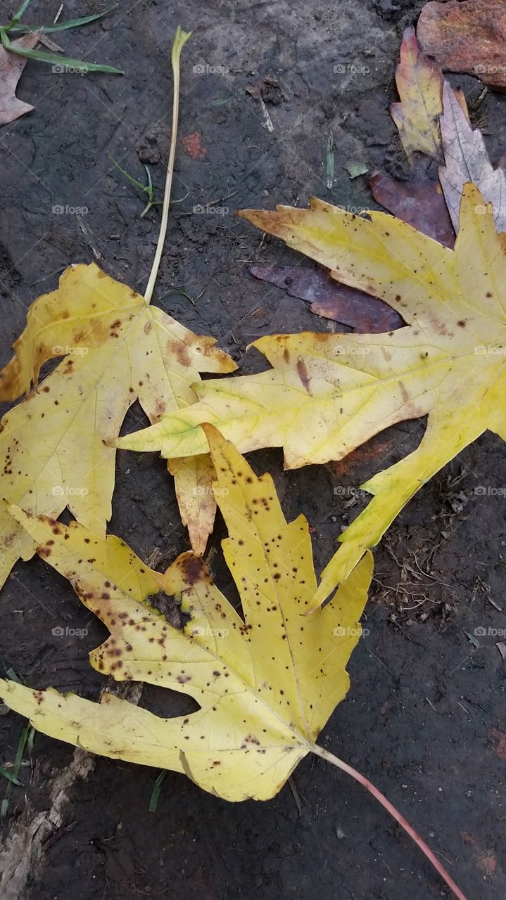 autumn leaves sitting in the mud