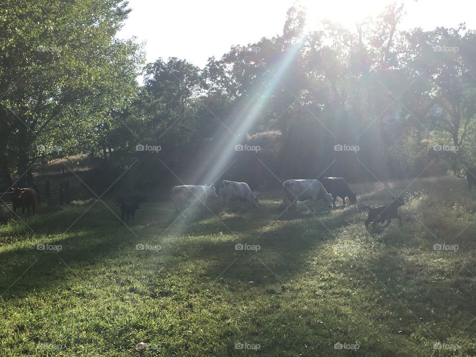 Cows and a calf running 