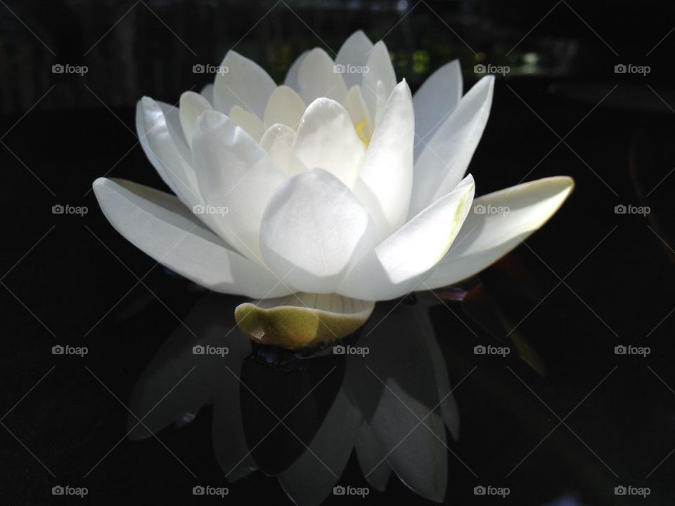 Water lily