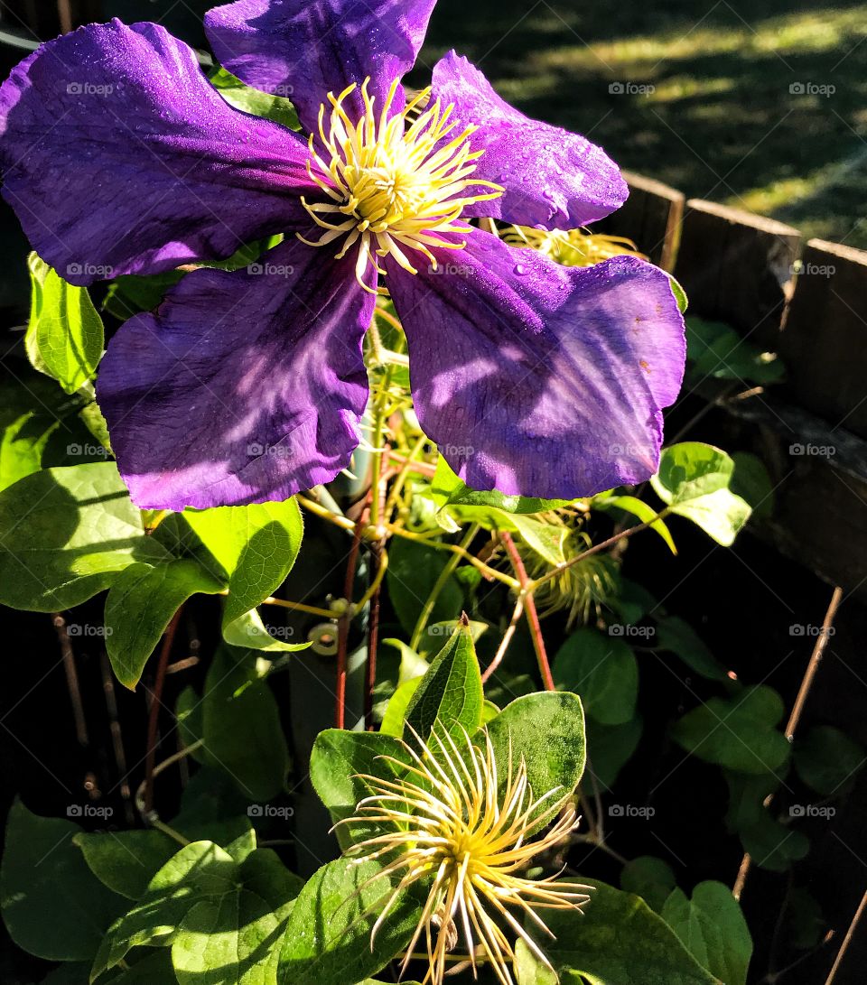 Purple clematis