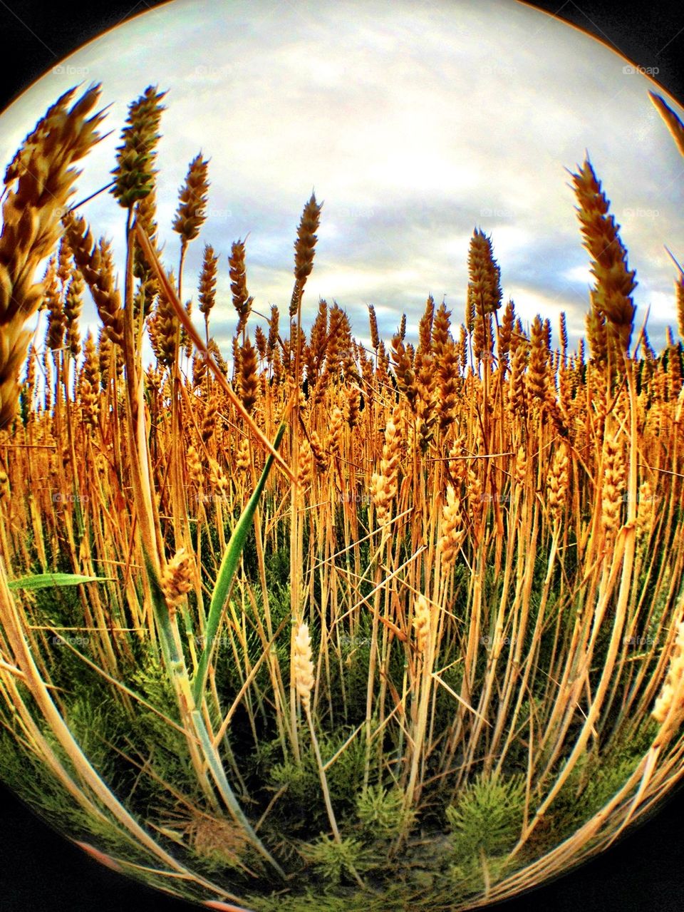 View of beautiful corn straw