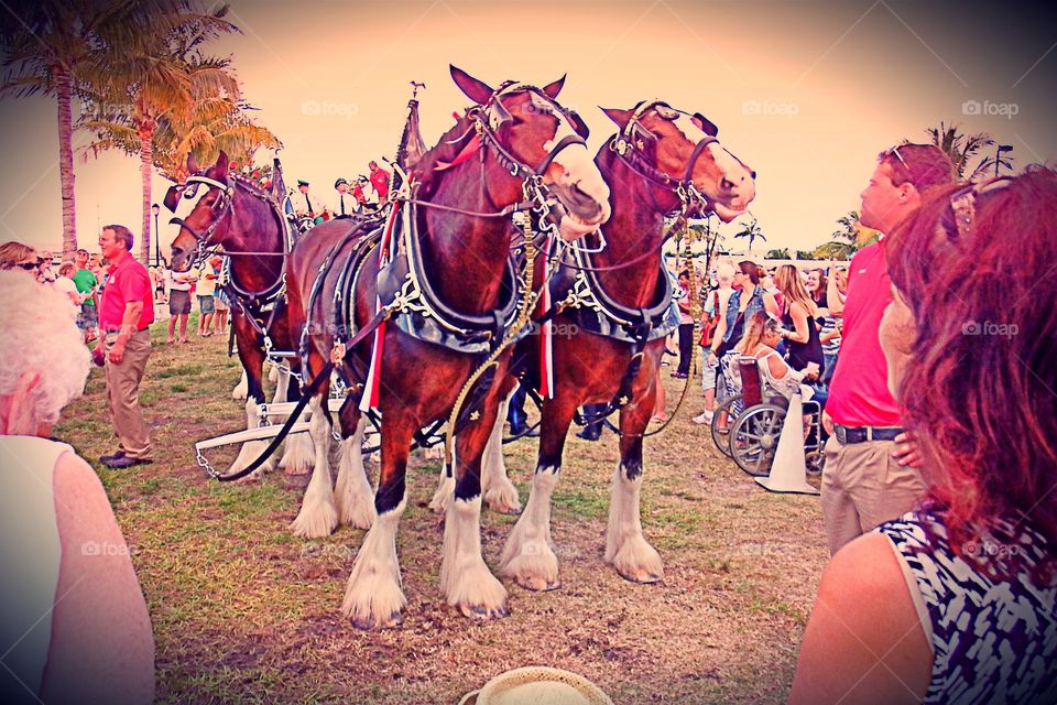Clydesdale horses

