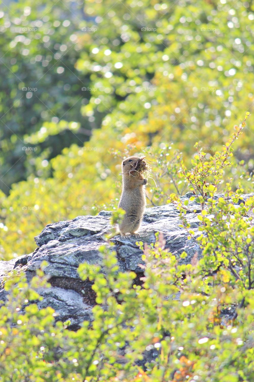 ground squirrel