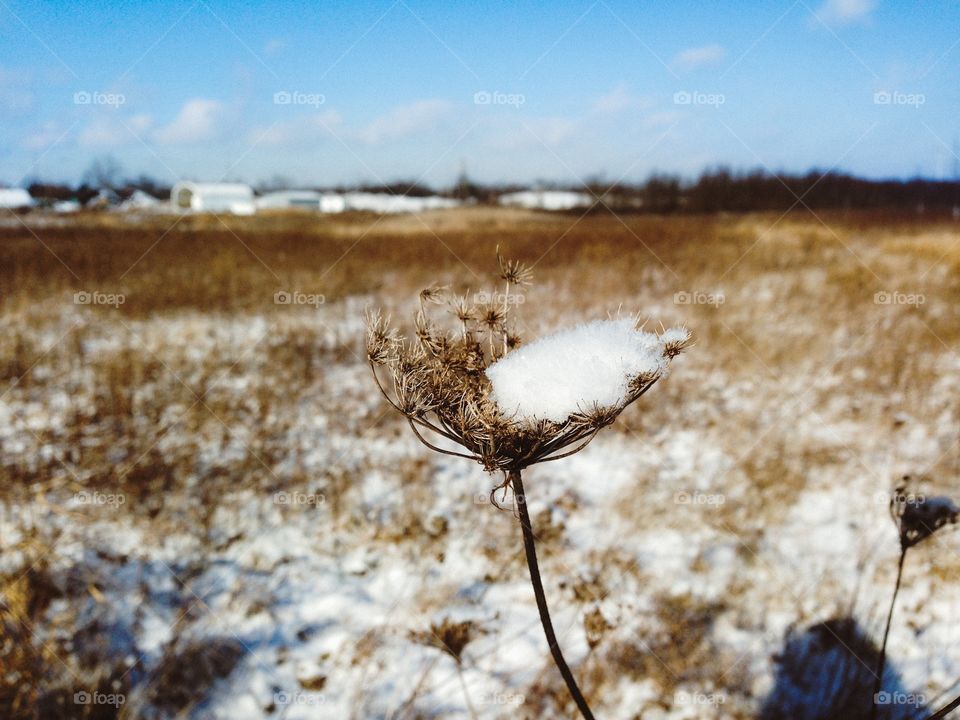 Winter flowers