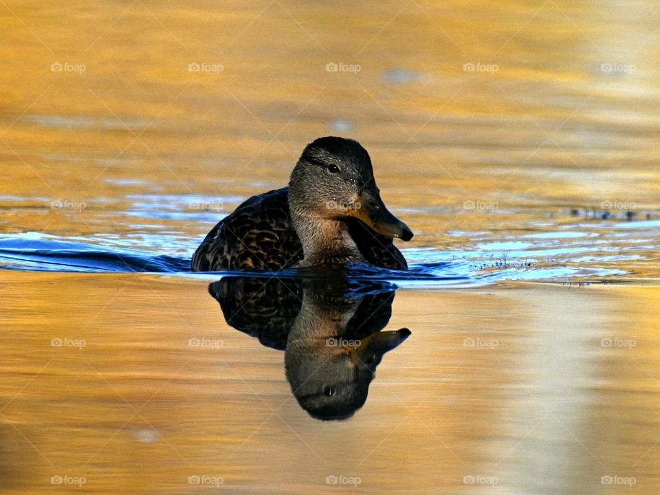 Duck's reflection in the water