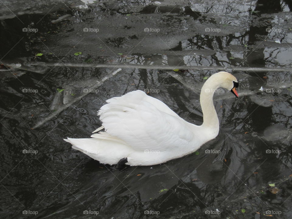 Swan Swimming In Ice