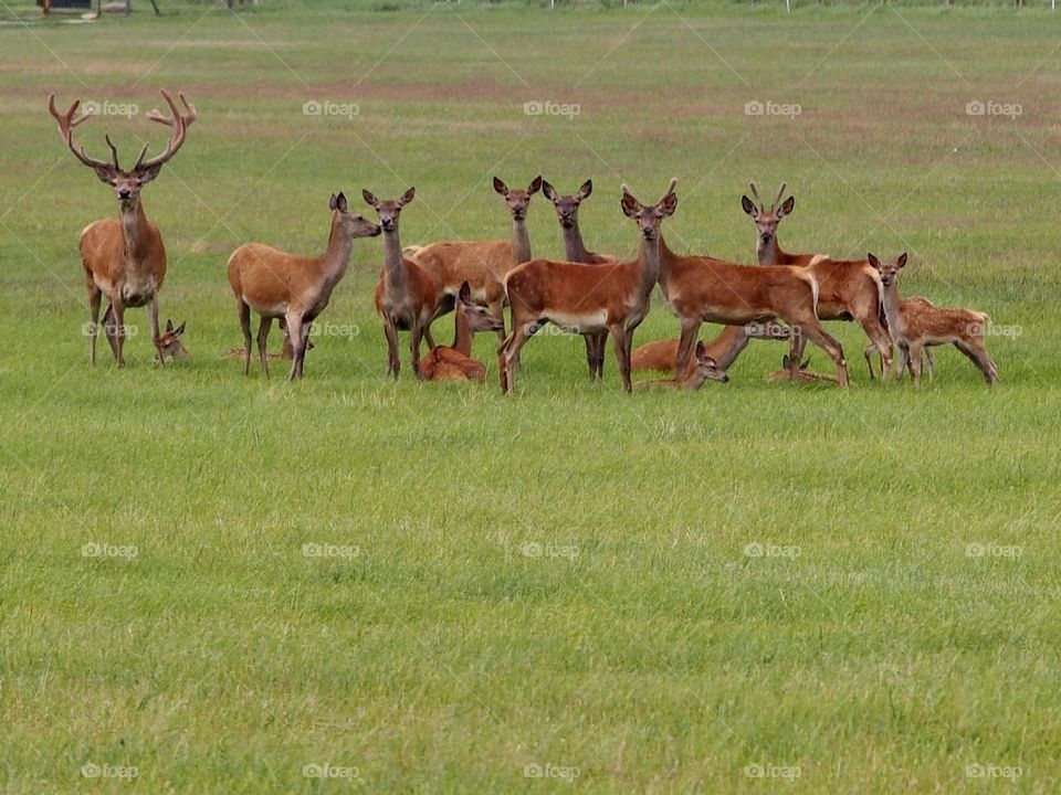 Deers