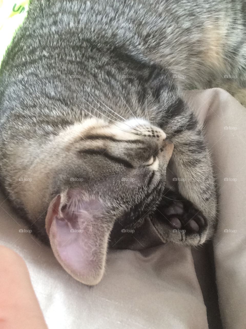 Cute kitten sleeping.