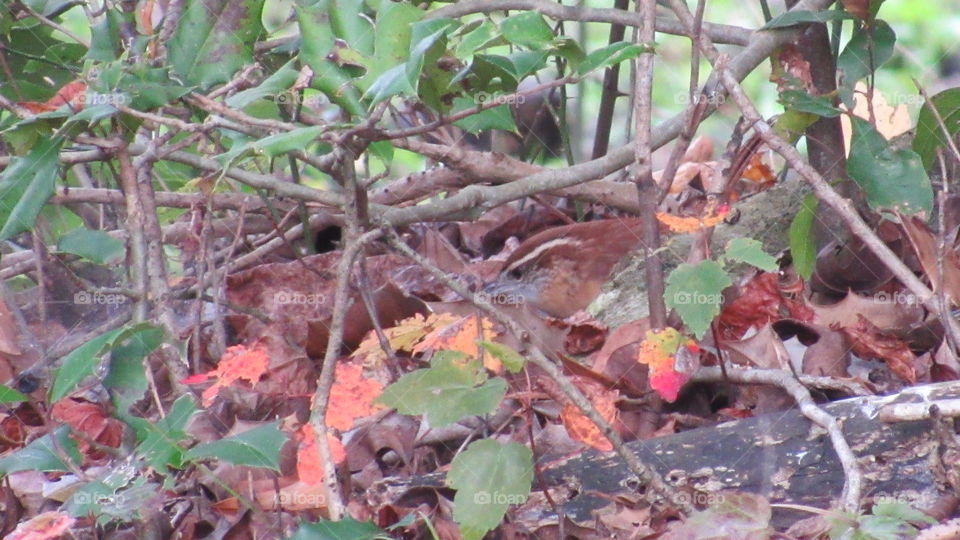 Leaf, Nature, Tree, Flora, Fall