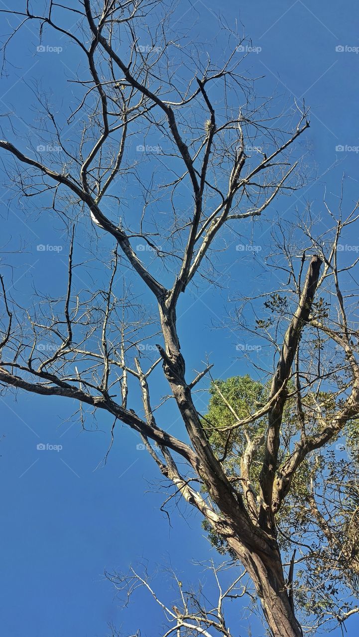 Tree without leaves in winter