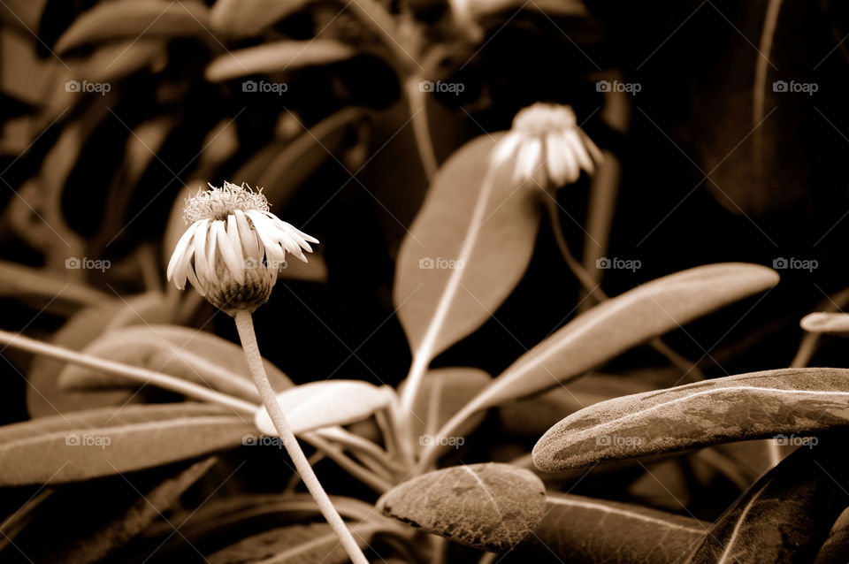 flower leaf blur monochrome by shotmaker