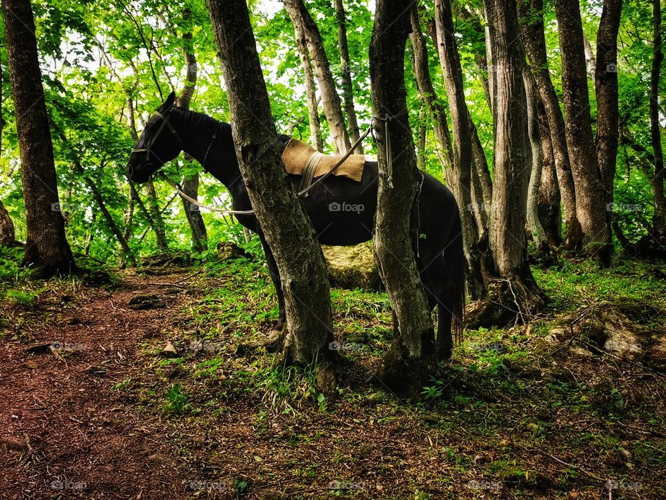 Green plant flower beauty nature greens outdoor horse wild portrait