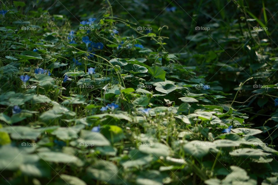 Blue wild flowers