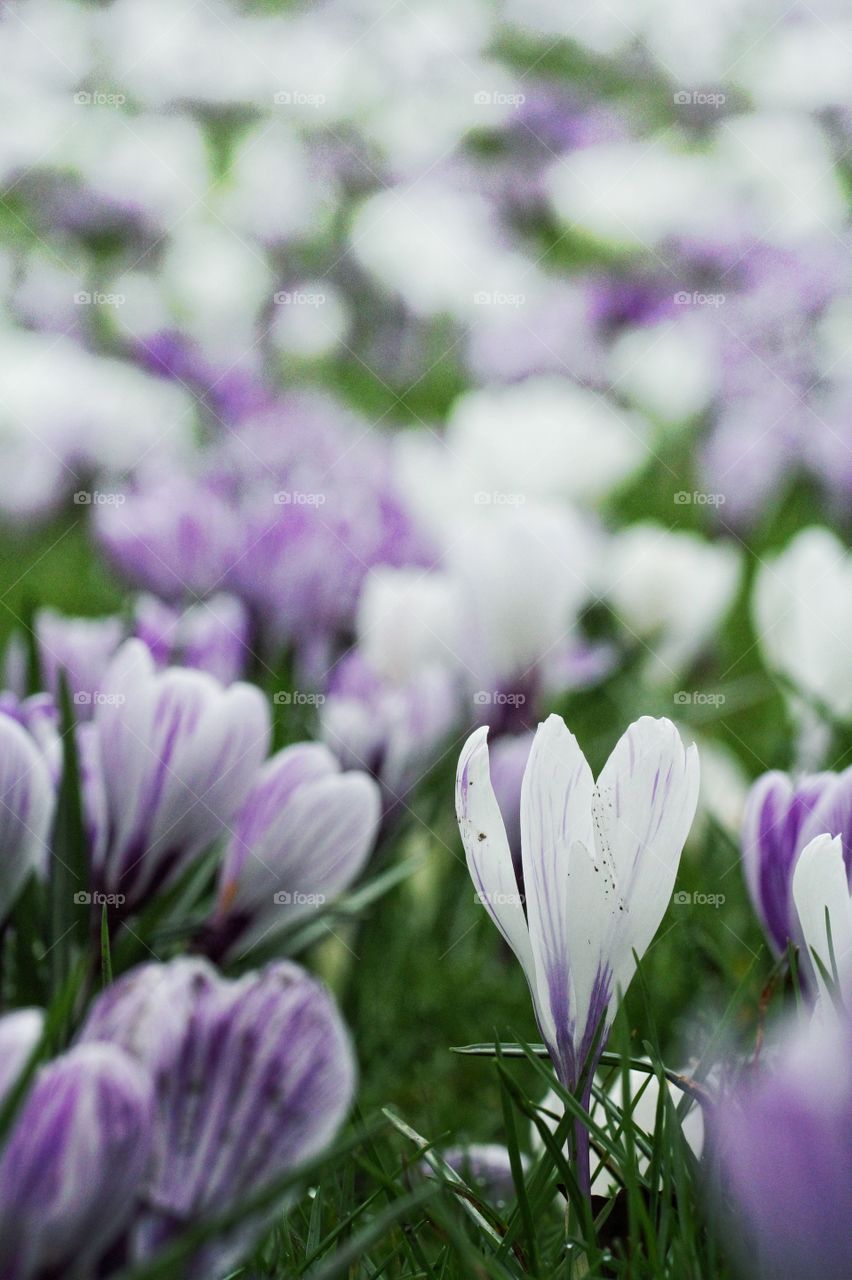 Lilac and white spring crocus flowers.