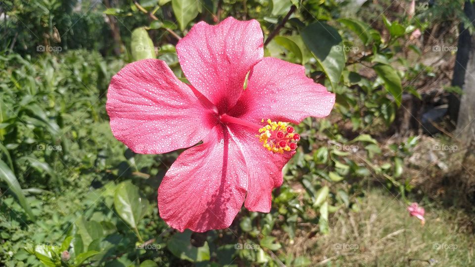red flower  hibiscus rose sinensis with water droops in tropical country indonesia