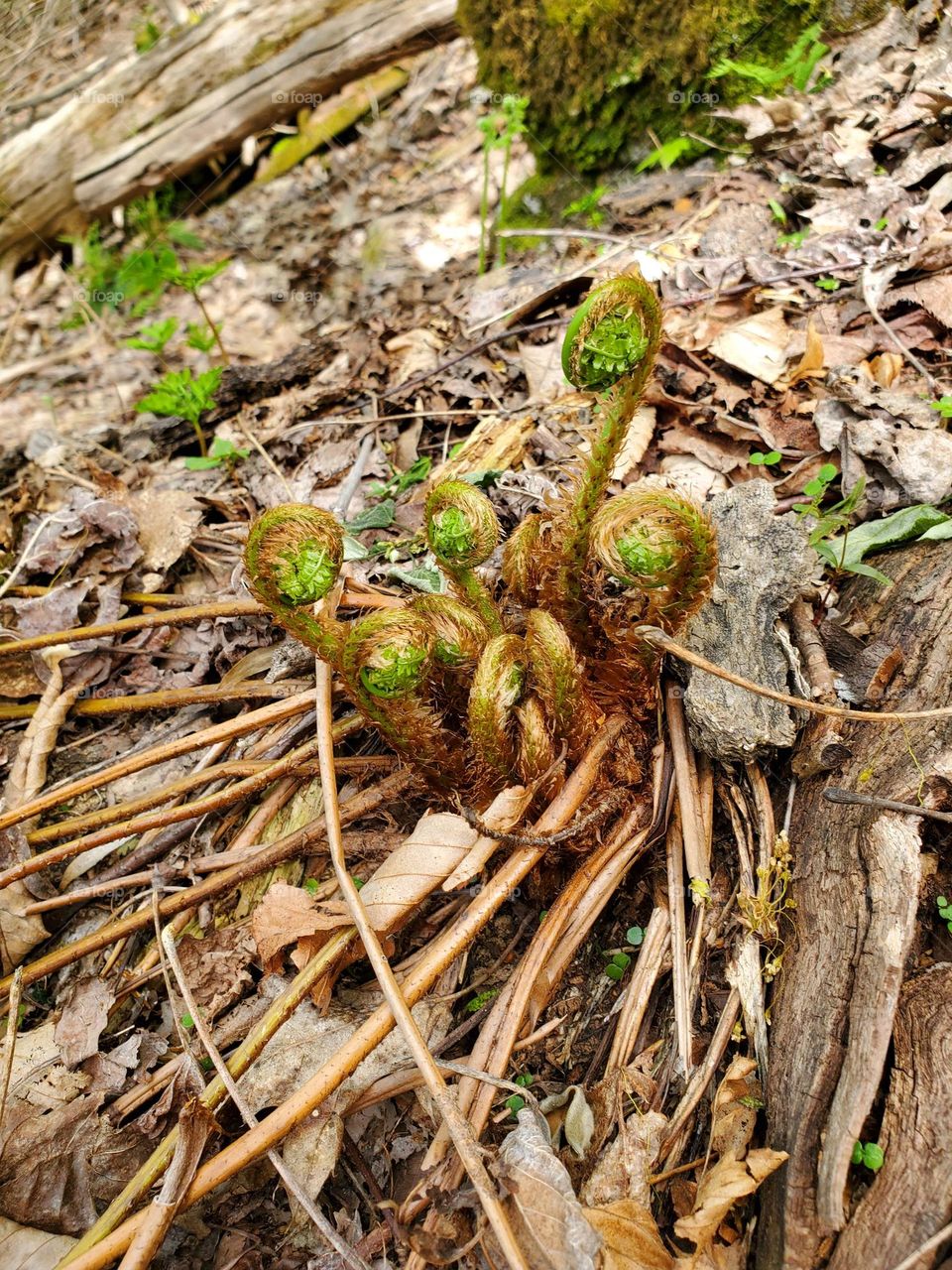 fiddleheads