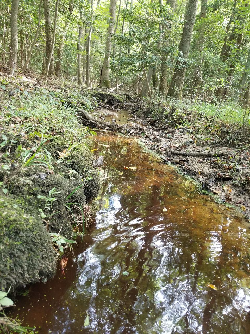 Creek Bent into the Earth