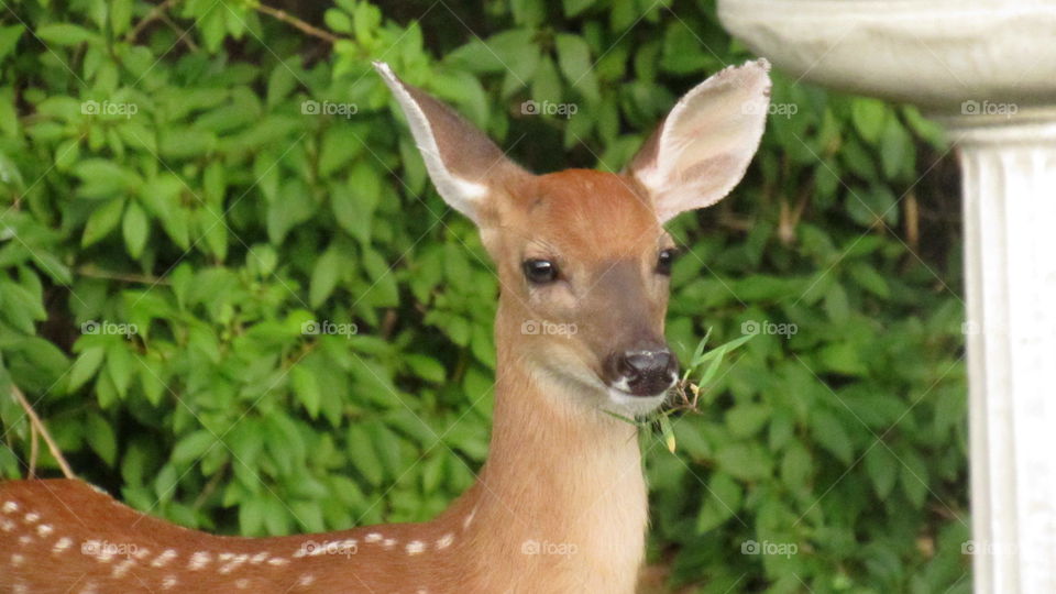 fawn eating grass