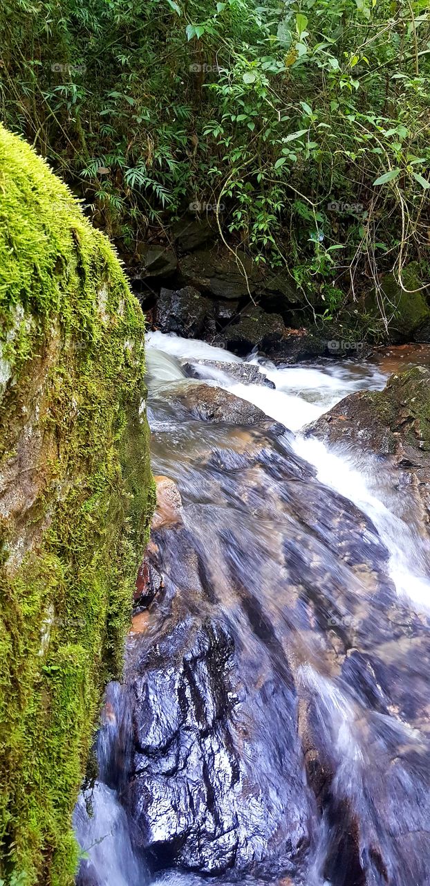 Reserva Serra do Japi - Jundiaí- SP