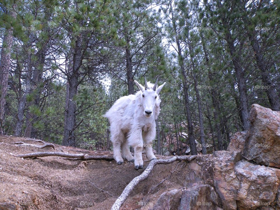 Mountain goat 