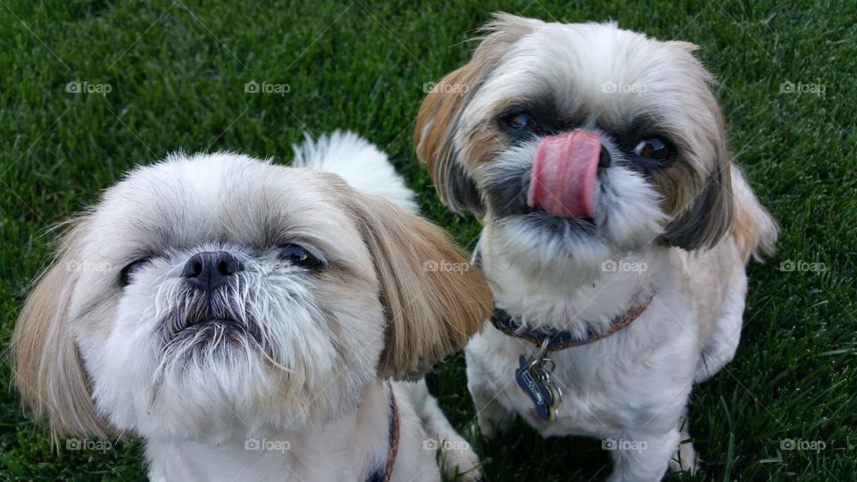 my babies . love my dogs