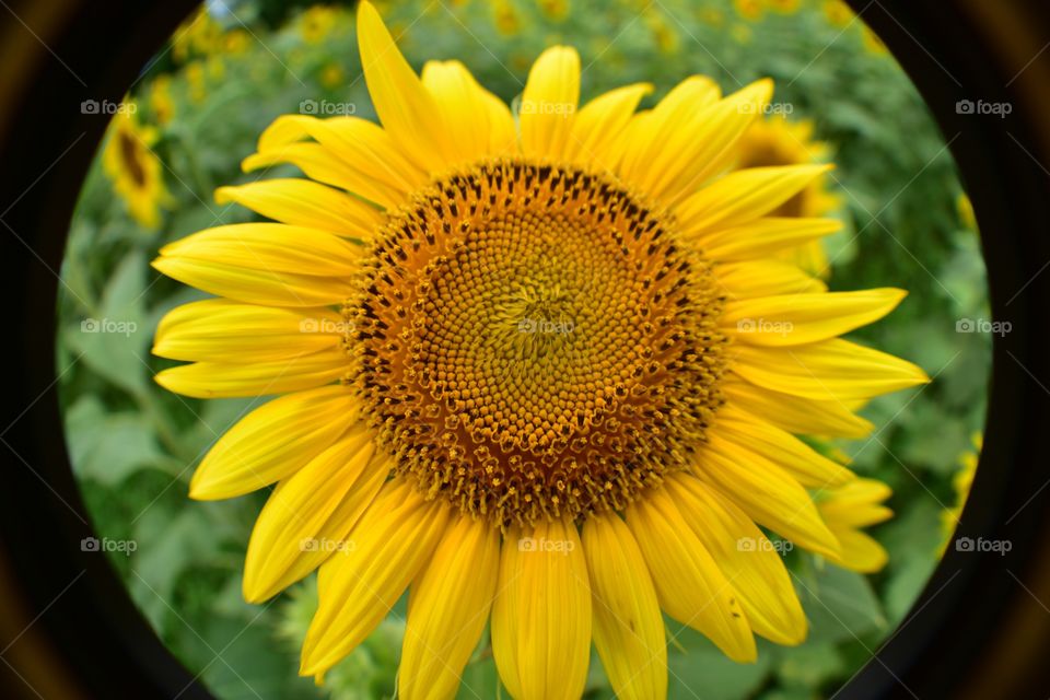 Recently bloomed sunflower