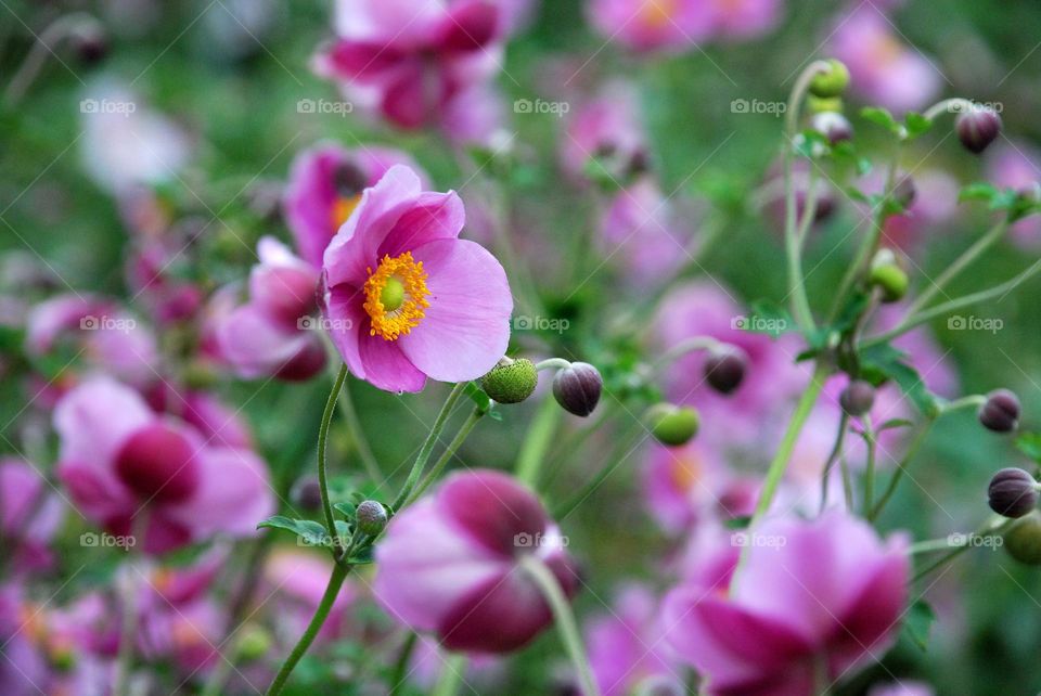 Pink and yellow anemone flowers and flower buds