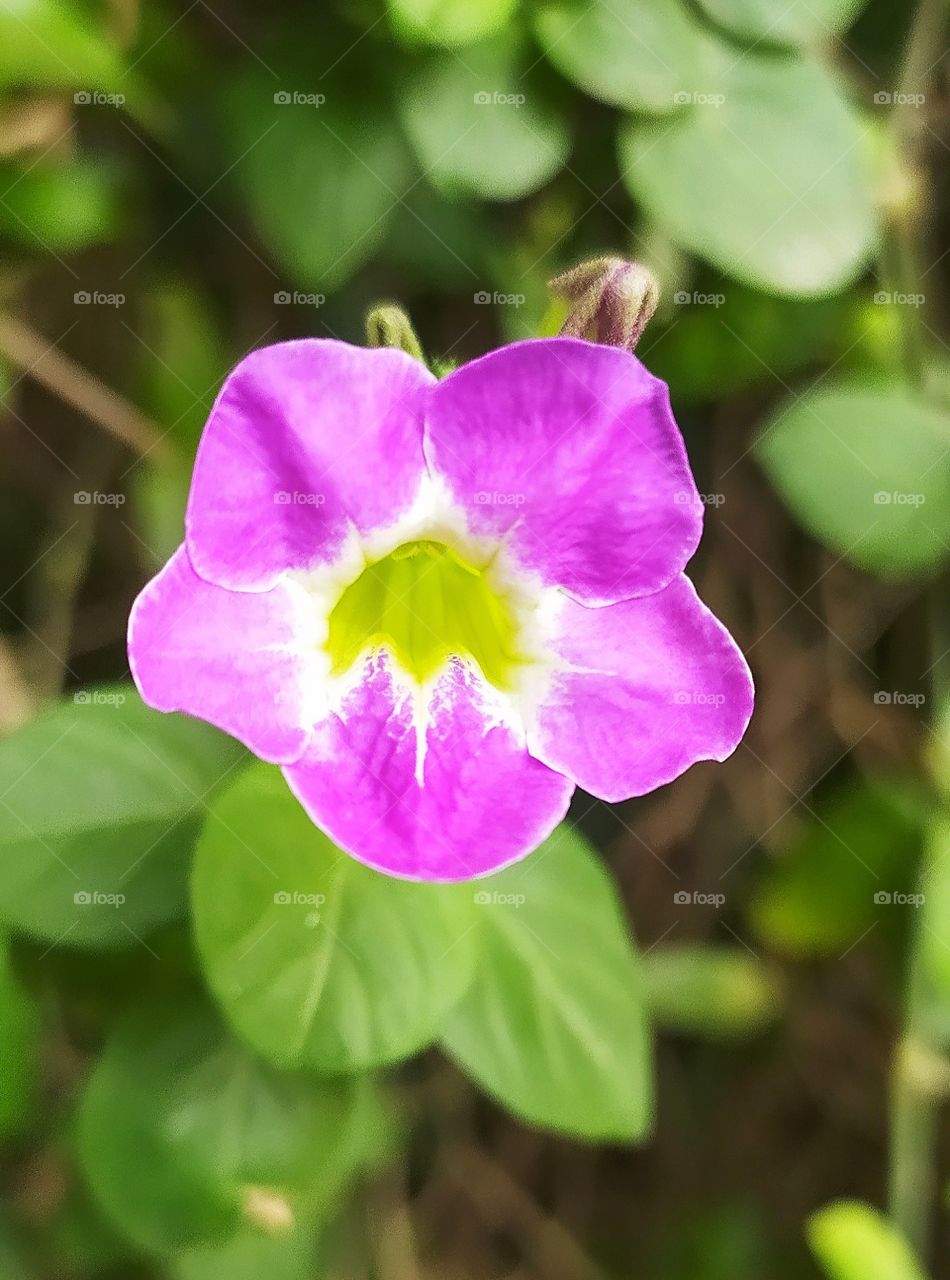 flower image