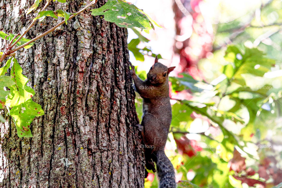 squirrel on a tree
