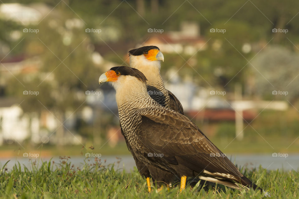 Caracara ( Polyborus plancus ).