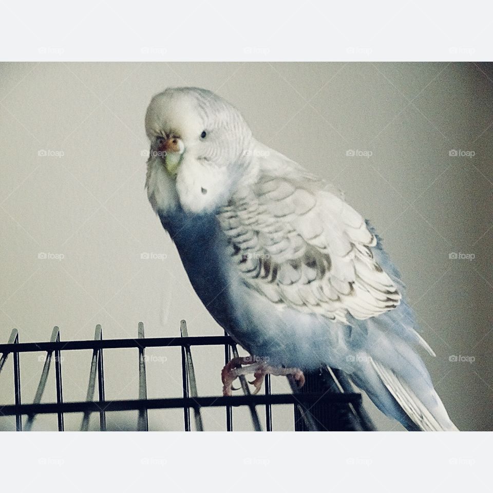 My beautiful girl Sophie the female budgie, she’s such a character and full of sass and attitude 
