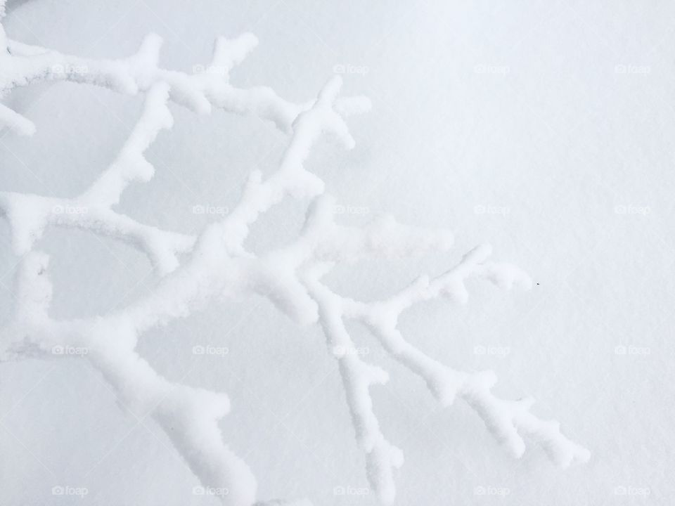 Tree branch all covered in snow