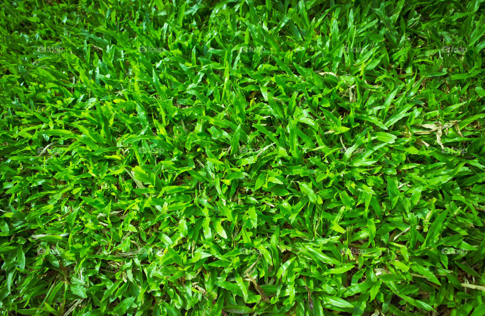 grass . green grass background