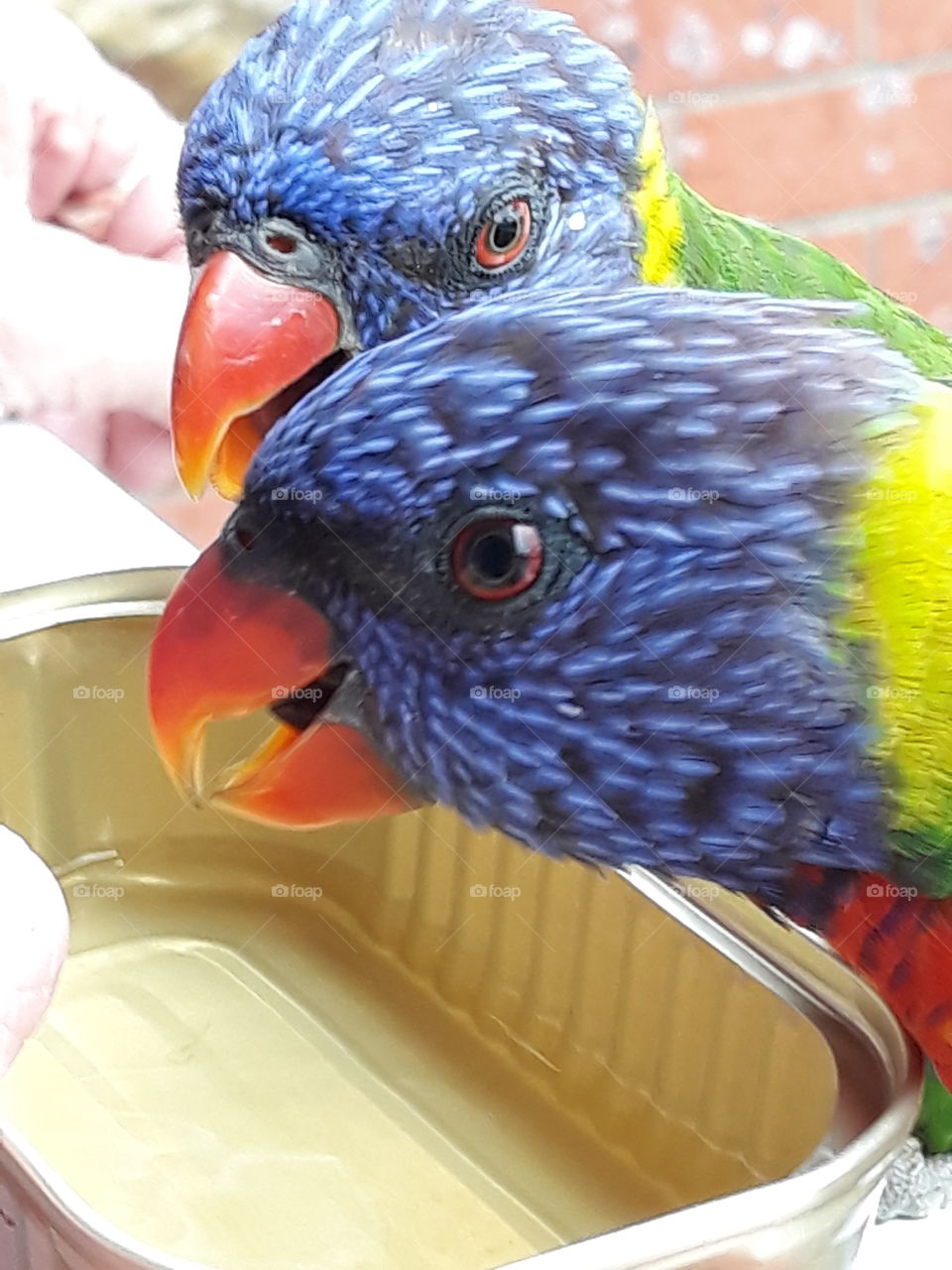 Beautiful Rainbow Lorikeets