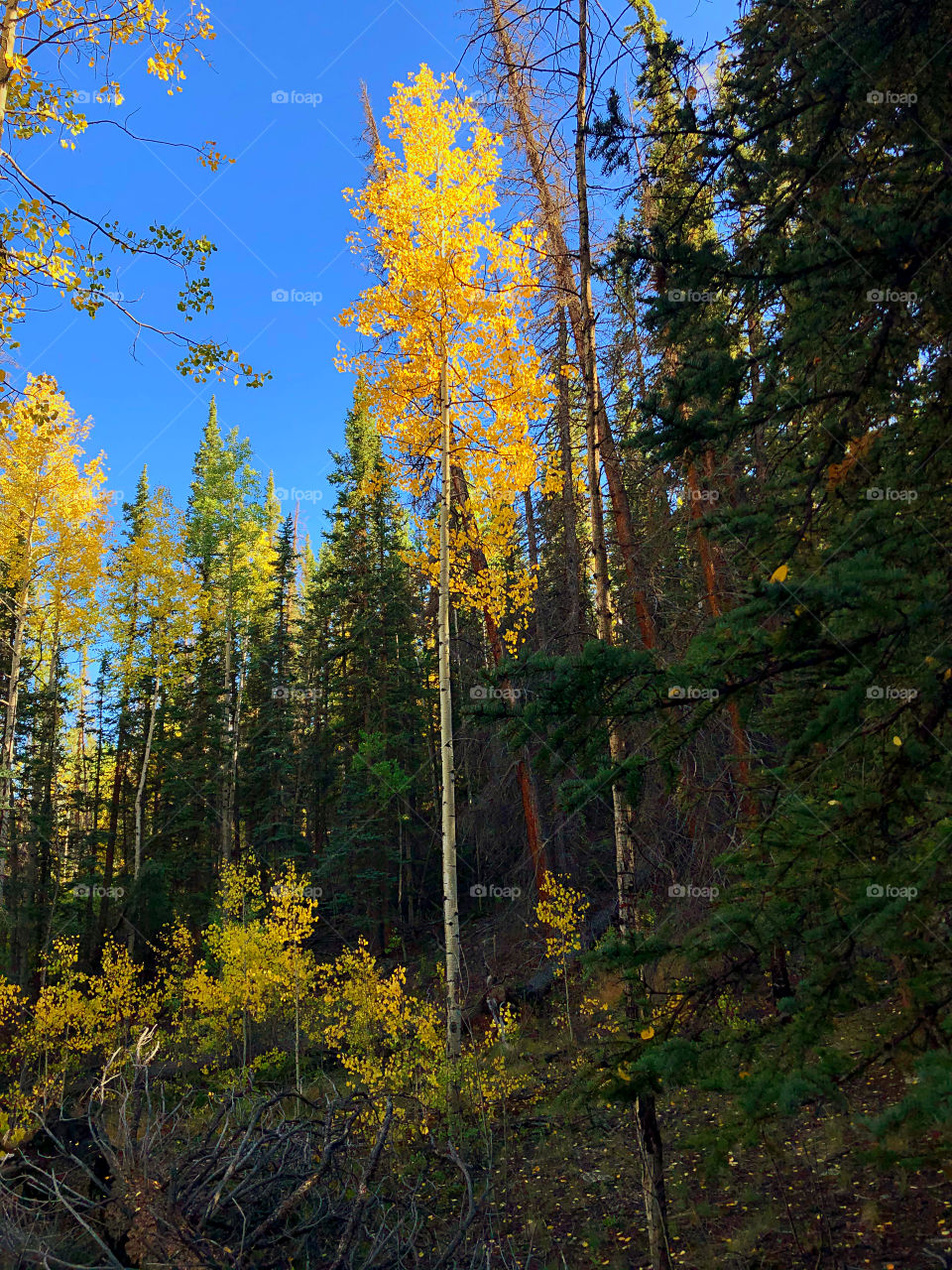 Autumn Alpine Tree Forest 