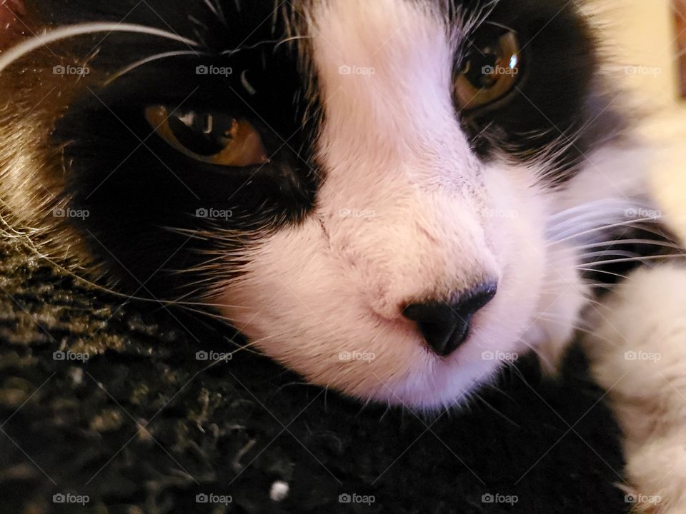 Close up of a domestic black and white cat gazing into the camera while resting.