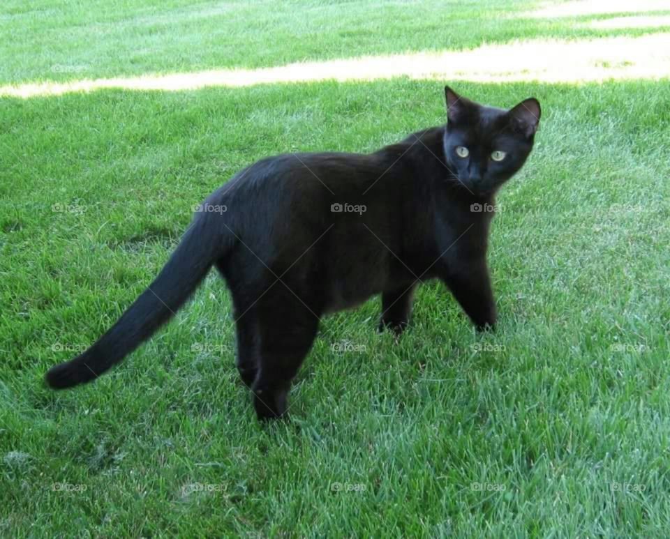 Tiny panther stalking moths in the grass.