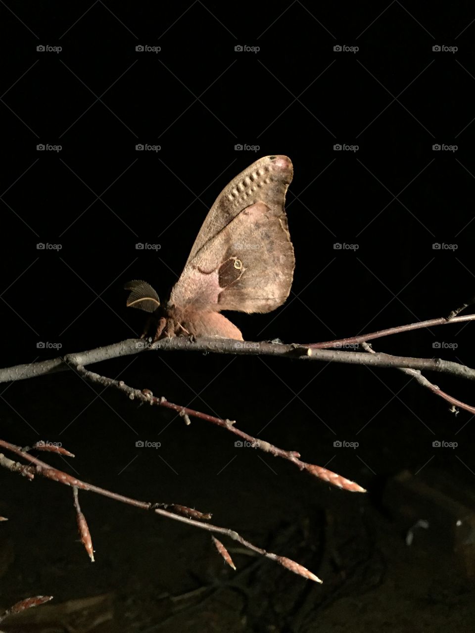 Moth in the night